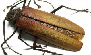 R - R001 Ne : Cerambycidae: Prioninae: Anomophysis Aegrota Male 68.  5mm A -