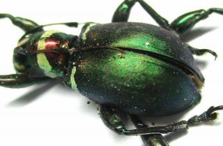 S002 Mi : Cerambycidae: Doliops Species? Female 13.  5mm A -