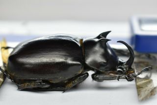 B23808– Eupatorus Endoi Ps.  Beetles,  Insects Dak Nong Vietnam 47mm