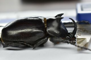 B23806– Eupatorus Endoi Ps.  Beetles,  Insects Dak Nong Vietnam 47mm