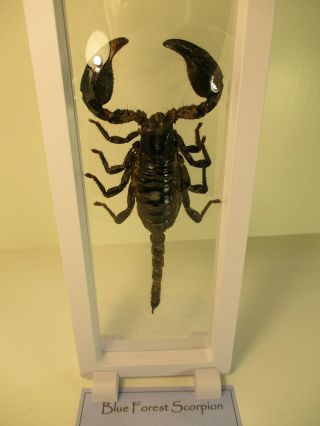 Giant Blue Forest Scorpion (heterometrus Cyaneus) Mounted In Display Case