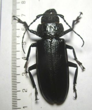 Cerambycidae Prioninae Physopleurus Specie 7 From Peru