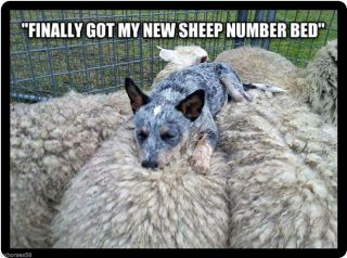 Dog Humor Australian Cattle Dog Sheep Number Bed Refrigerator Magnet