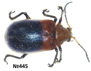Coleoptera Chrysomelidae Gen.  Sp.  Indonesia N.  Sumatra 15mm