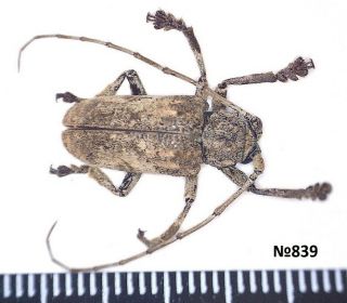 Coleoptera Cerambycidae Gen.  Sp.  Indonesia N.  Sumatra 16mm
