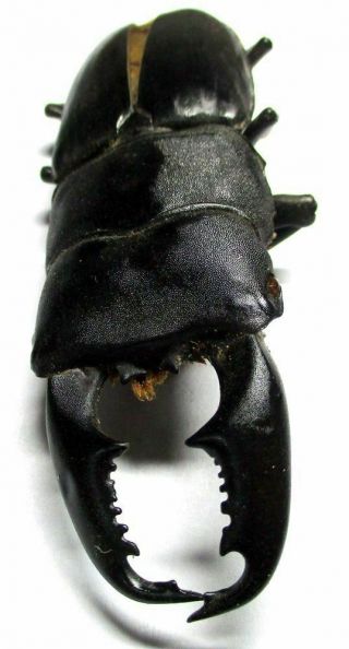 A001 El : Lucanidae: Dorcus Titanus Imperialis Male 83.  5mm A -