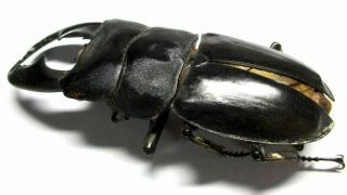 a001 EL : Lucanidae: Dorcus titanus imperialis male 83.  5mm A - 2
