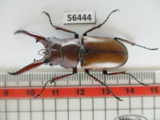56444 Lucanidae: Prosopocoilus Sp.  Vietnam S.  Bao Loc Rare