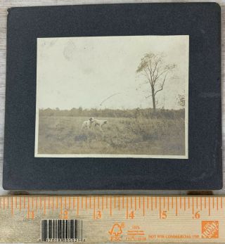 Cabinet Card,  Hunting Dogs In The Field,  Early Vintage Photo Photograph