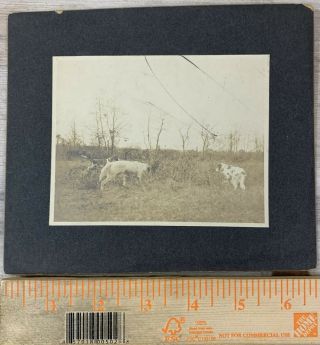 Cabinet Card,  Hunting Dogs Moving In On The Prey,  Early Vintage Photo Photograph