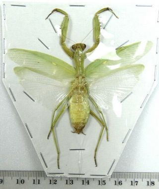 Beetles,  (2476),  Mantidae,  Mantidae Ssp.