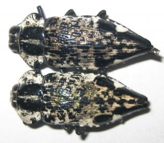 Buprestidae 2 Polybothris Lelieurii A1 (madagascar)