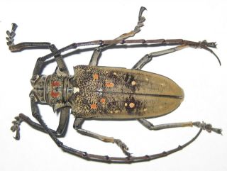 Cerambycidae Batocera Rufomaculata Male A1 (madagascar)