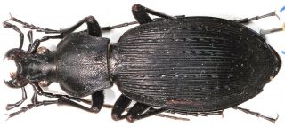 17 Carabidae - Carabus (apotomopterus) Sauteri Ssp.  Kleinfeldianus … Female