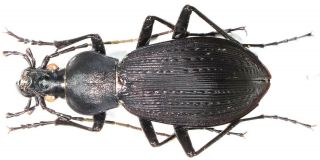 1.  Carabidae - Carabus (apotomopterus) Sauteri Ssp.  Dayaoshanicus …female