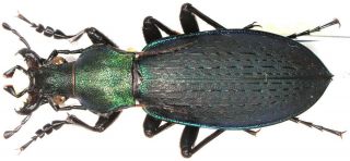 32.  Carabidae - Carabus (coptolabrus) Jankowskii Pseudosobaekensis.  Male