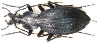 13.  Carabidae - Carabus (apotomopterus) Sauteri Yunkaicus.  Female