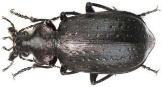4.  Carabidae - Calosoma (campalita) Chinense Chinense.  Female