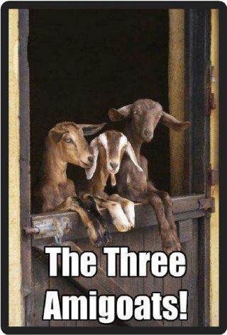 Funny Goat Humor The Three Amigoats Refrigerator Magnet