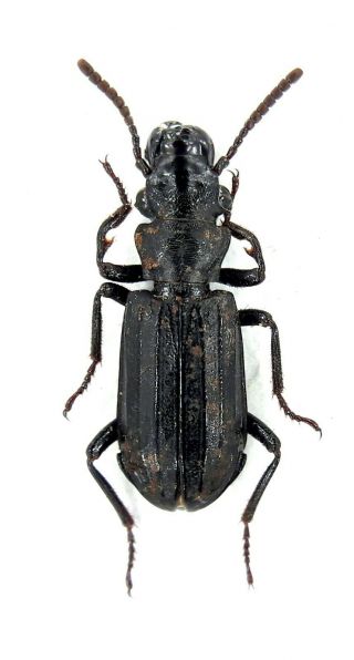 Insect Beetles Carabidae Paussinae Pseudozaena Sp Solomon Is