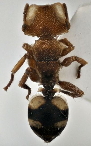 Hymenoptera Formicidae Sp.  Cephalotes Sp.  7 A1 Peru Ab.  5mm