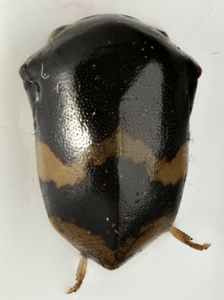 Hemiptera Membracidae Gen.  Sp.  5 Peru