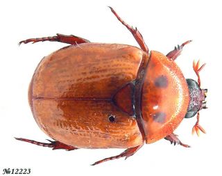 Coleoptera Rutelinae Gen.  Sp.  Indonesia N.  Moluccas 12mm