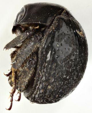 Hybosoridae Ceratocanthinae Gen.  Sp.  3 Peru