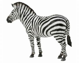 Collecta Common Zebra 88830 Safari Wildlife Model Toy Figurine
