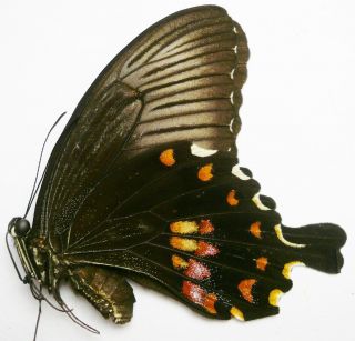 Papilio Polytes Messius Female From Lombok Isl.