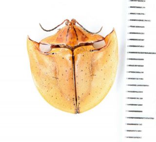 Chrysomelidae Cassidinae Gen.  Sp.  8 Peru