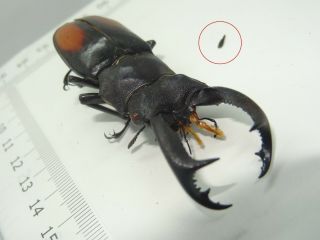 Beetle,  C09787,  Lucanidae,  Hexarthrius Parryi,  75,  Mm