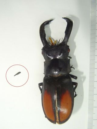 Beetle,  C09787,  Lucanidae,  Hexarthrius parryi,  75,  mm 2