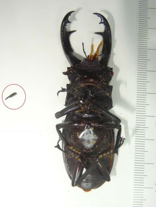 Beetle,  C09787,  Lucanidae,  Hexarthrius parryi,  75,  mm 3