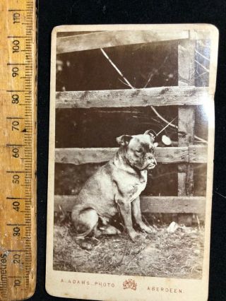 C Aberdeen 1880 Adams Staffordshire Terrier Dog Victorian B&w Photo Cabinet Card