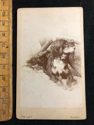 B Vintage 1870s Speight Rugby Pet Terrier Dog Victorian B&w Photo Cabinet Card