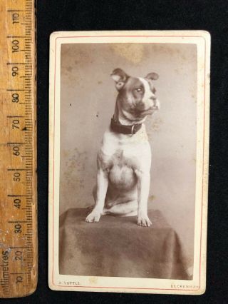 C Vintage 1870s Nottle Beckenham Staff Dog Victorian B&w Photo Cabinet Card