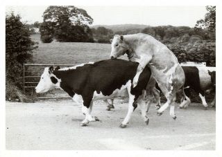 Retro Foto Roff Who Says Cows Don 