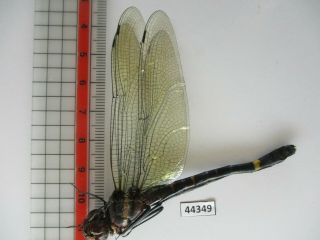 44349 Odonata Sp.  Vietnam C