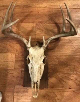 Whitetail Deer Antlers European Mount Rack Sheds Skull Taxidermy Vintage 8 Point