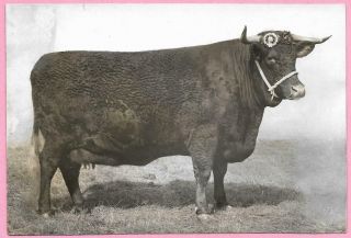 1920s Press Photo - Devon Cow Highland Cherry 1st & Champion Royal Show Chester