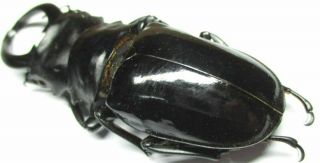 i001 Pa : Lucanidae: Odontolabis intermedius male 91.  5mm 2