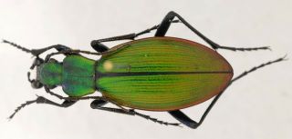 Ceroglossus Magellanicus Boeufi Jiroux,  1996 Carabidae Coleoptera Cicindelidae