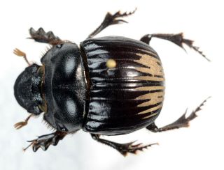 Dichotomius Colonicus From Mexico Coleoptera Scarabaeidae Scarabaeinae