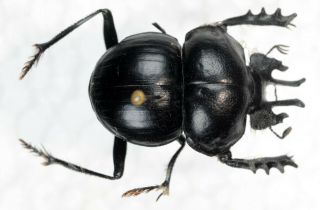 Anomopsoides Sp.  From Argentina Coleoptera Scarabaeidae Scarabaeinae Phanaeus
