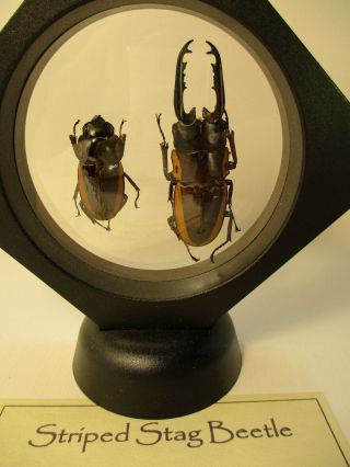 Striped Stag Beetle,  Male - Female Pair (prosopocoilus Bison) Mounted In Display