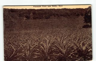 1913 Mailed Pineapple Plantation Haiku Maui Hawaii By Ray Jerome Baker Postcard