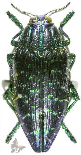 Polybothris Sumptuosa,  Unmounted Beetle