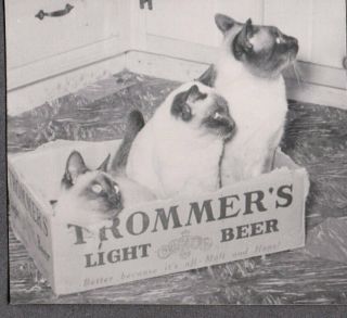Vintage Photograph 1940 - 50 Siamese Cats/kittens Trommer 