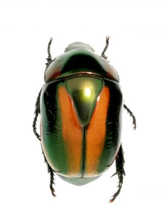 Insect Beetle Scarabaeidae Rutelinae Macraspis Sp 20 Mm Peru